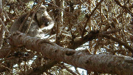 Stokes Beach Koala