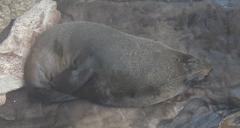NZ Fur Seal Alseep